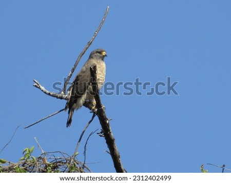 A beautiful roadside hawk perched high in a tree