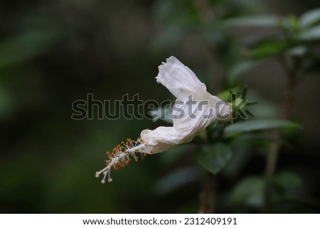 Wilted white hibiscus flower and green leaves with blurry green background 