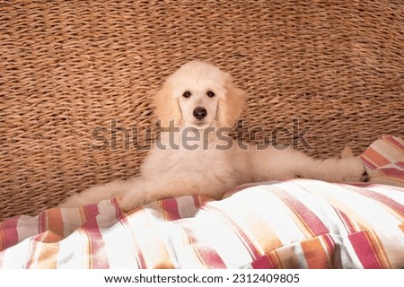 Photo shoot of white Standard Poodle puppies Royalty-Free Stock Photo #2312409805