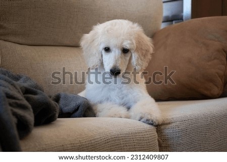 Photo shoot of white Standard Poodle puppies Royalty-Free Stock Photo #2312409807