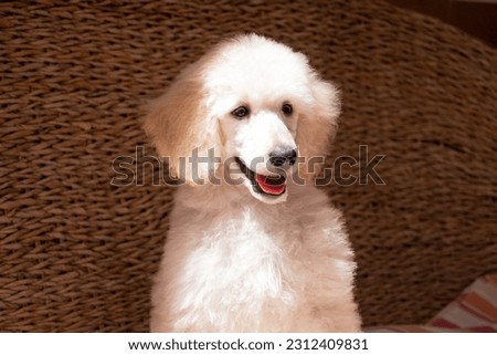 Photo shoot of white Standard Poodle puppies Royalty-Free Stock Photo #2312409831