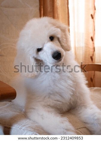 Photo shoot of white Standard Poodle puppies Royalty-Free Stock Photo #2312409853