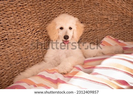 Photo shoot of white Standard Poodle puppies Royalty-Free Stock Photo #2312409857
