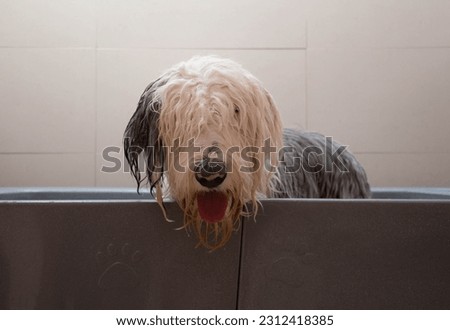 Photo shoot of a dog grooming session. Royalty-Free Stock Photo #2312418385