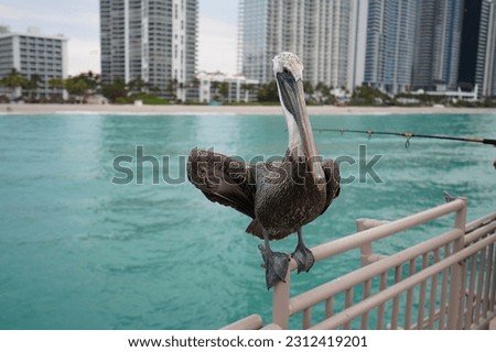 February 15, 2023, Sunny Isles beach, Florida, USA: Pelican on a pier in front of city skyline
