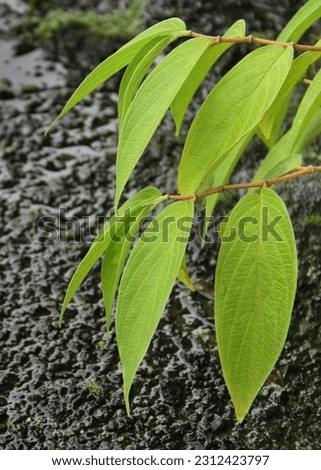 close up portrait of green leaves of wild plants growing in the yard.  bright green, perfect for the background.