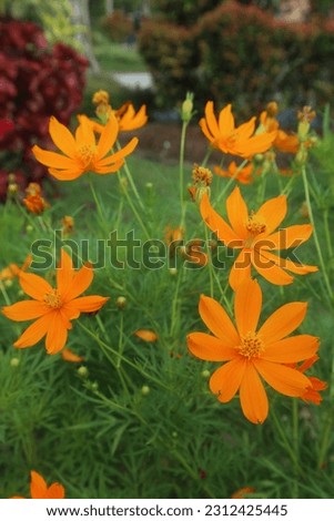 Kenikir flower or Cosmos caudatus is a flower that is in the tropics. This flower is yellow and orange. The meaning of these colors makes the spirit, makes the feeling bright and happy