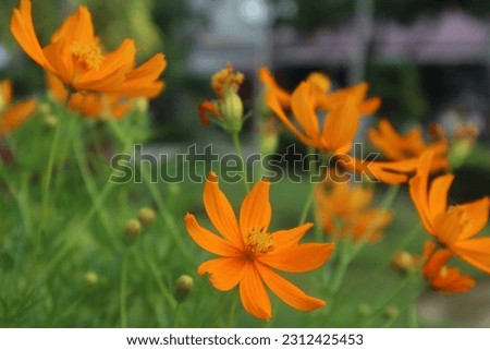 Kenikir flower or Cosmos caudatus is a flower that is in the tropics. This flower is yellow and orange. The meaning of these colors makes the spirit, makes the feeling bright and happy