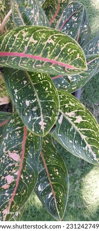 Various shapes, colors and patterns of leaves in summer