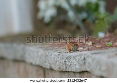 wild chipmunk scurrying about a retaining wall in a yard  Royalty-Free Stock Photo #2312432647