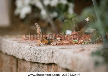wild chipmunk scurrying about a retaining wall in a yard  Royalty-Free Stock Photo #2312432649