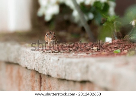 wild chipmunk scurrying about a retaining wall in a yard  Royalty-Free Stock Photo #2312432653