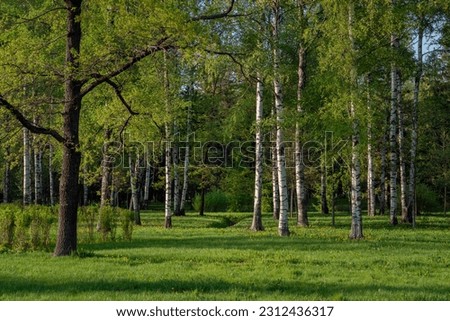 View of a birch grove in the Palace (English) Park of the Gatchina Palace and Park Complex on a sunny summer day, Gatchina, Leningrad region, Russia Royalty-Free Stock Photo #2312436317