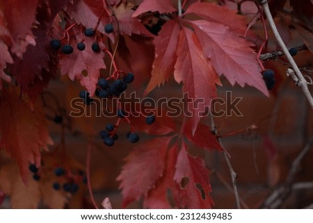 Red autumn leaves and berries of wild grapes tremble in the wind, autumn background, copy space.