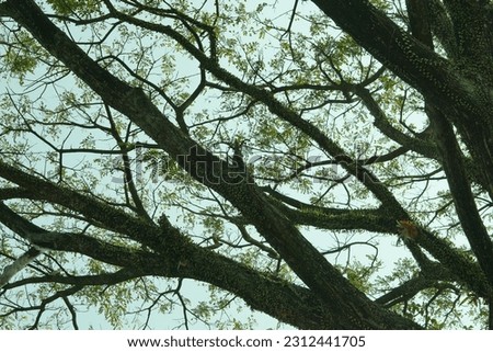 silhouette of branches or tree trunks and tree leaves, on a blue sky background. backlight, lowlight silhouette.