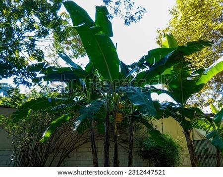 a bunch of several small and large banana trees in the garden, nature background.