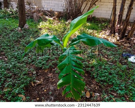 close-up of banana trees in the garden during the day, nature background.