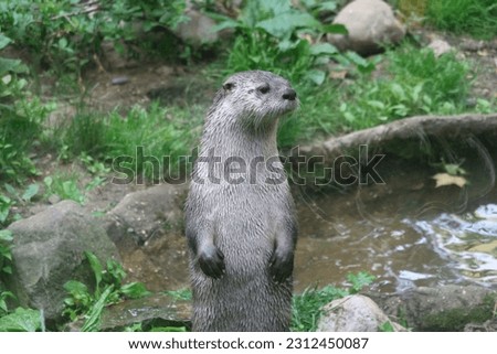 north american river otter standing on hind legs
