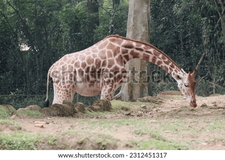 A giraffe is eating grass in the Park