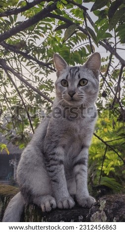 Cute cat, Javanese Domestic Gray Cat slightly striped black
