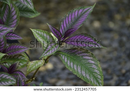 Strobilanthes dyeriana, the Persian shield or royal purple plant, is a species of flowering plant in the acanthus family Acanthaceae