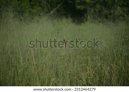a small bird perched on the grass