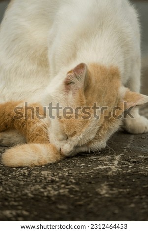 A white-orange cat licking it's tail.  Stock Photo