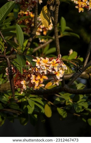 frangipani flower blooms under the sun in the summer - Stock Photo