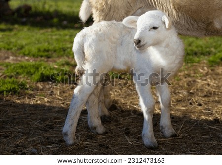 Cute white katahdin sheep lamb standing next to its mother Royalty-Free Stock Photo #2312473163