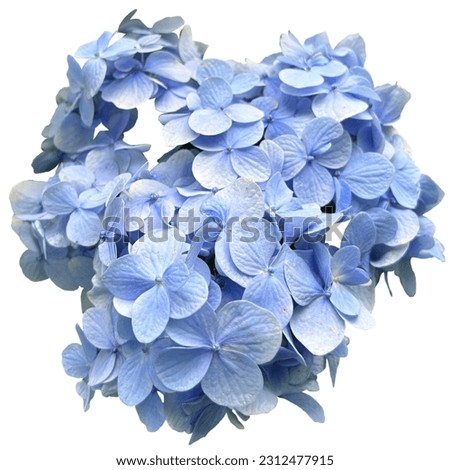 Cool Blue Hydrangeas flowers white background