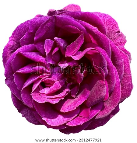 beautiful purple rose white background