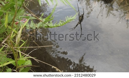 This spider is black and yellow. the size is quite large and he makes a nest in the river water
