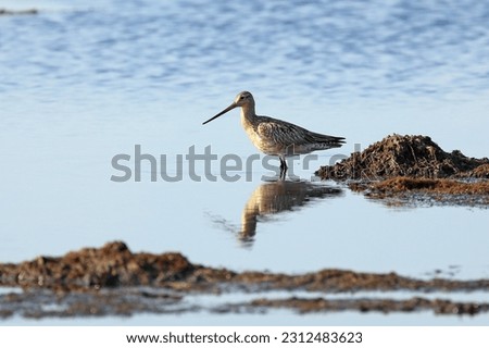 Limosa lapponica. Female Bar-tailed Godwit in spring in the Arctic tundra among the swamp