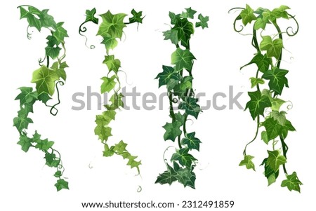 set vector illustration of green ivy plant hanging down isolated on white background Royalty-Free Stock Photo #2312491859