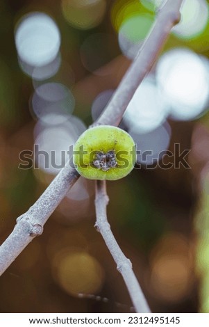hairy fig fruits and blurry background 