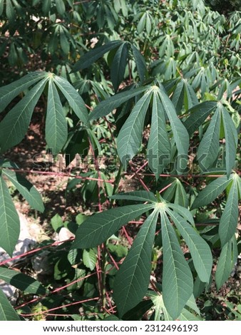 this picture shows a cassava tree with its green leaves planted in the hard brown hilly soil