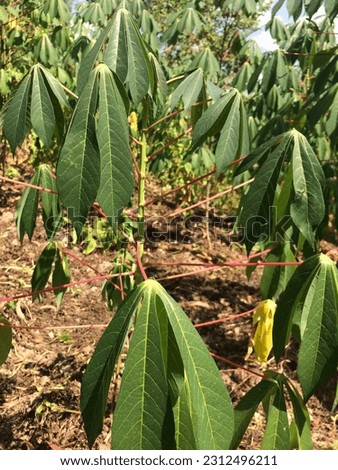 this picture shows a cassava tree with its green leaves planted in the hard brown hilly soil