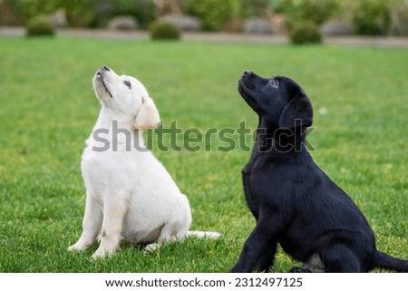 Black Labrador puppy in a sit  Royalty-Free Stock Photo #2312497125