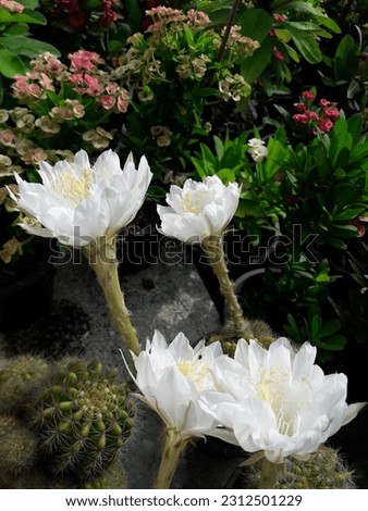 Beauty of pure white cactus,blooming among many trees in the morning garden,welcome new day.
