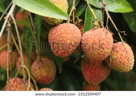 Closeup of pink-red lychee fruit with its green leaves. (Litchi chinensis) Royalty-Free Stock Photo #2312509407