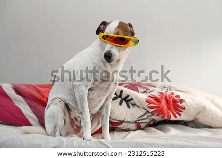 Portrait of dog with sunglasses on