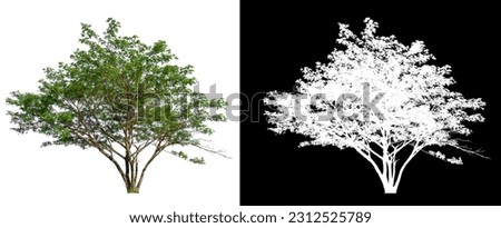 isolated tree on white background with clipping path, selected inside picture with white picture easy to select for brush design, high qaulity dicut 