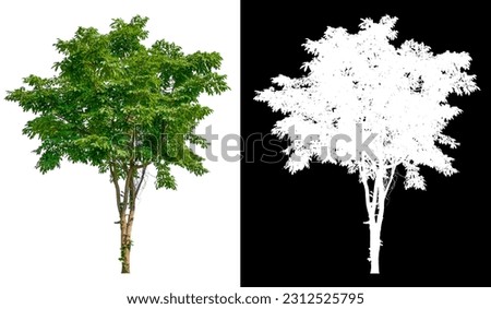 isolated tree on white background with clipping path, selected inside picture with white picture easy to select for brush design, high qaulity dicut 