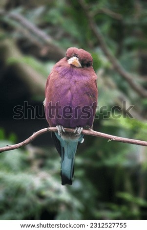 Broad-billed roller in its natural habitat. Eurystomus glaucurus. High quality photo