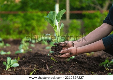 A woman farmer plants cabbage in her garden. Selective focus. Nature. Royalty-Free Stock Photo #2312529227
