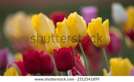 Vivid Splendor: Colorful Tulips in Full Bloom at a Picturesque Tulip Farm - 4K image