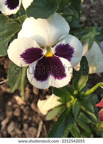 Purple and white Pansy Flower