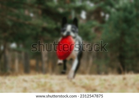 Dogs Background. Puppy pet cute dog Defocused Background abstract. Blurred Bokeh