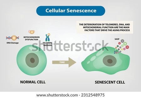 Cellular Senescence - a natural process where cells stop dividing and enter a state of permanent growth arrest, triggered by a variety of stressors, like DNA damage, telomere shortening, etc. Royalty-Free Stock Photo #2312548975