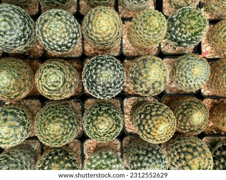 Closeup photo of the cactus in JPEG format